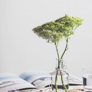 Nederlands Feng Shui Register - Glazen vaas met groene tak